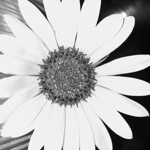 Meet your Posher, Darla